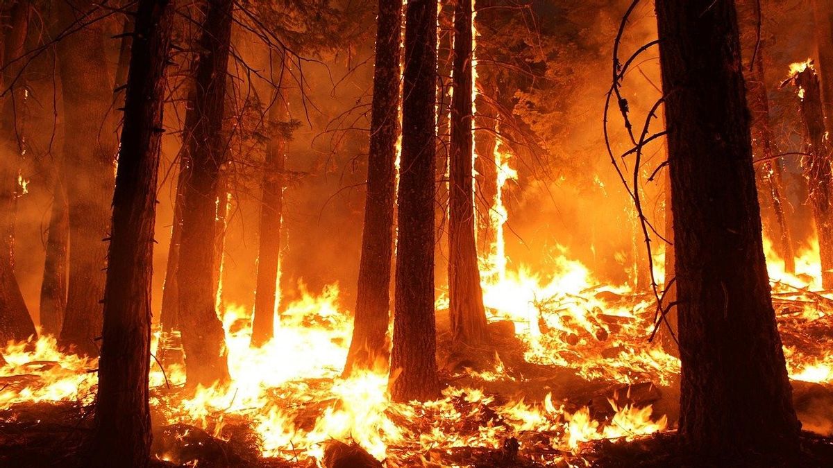 La Question Du Retour Des Incendies De Forêt, L'application De Surveillance Karhutla Est à L'honneur