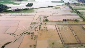  Pemerintah Kirim Benih Gratis Atasi 28 Ribu Hektare Sawah Puso Buntut Bencana Sumatera-Aceh 