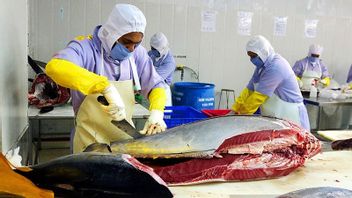 Exports Of Marine And Fishery Commodities Increase, Tuna And Squid Are The Most Ordered