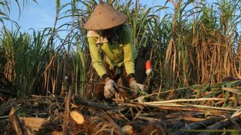 Pencapaian Swasembada Gula Harus Tingkatkan Kesejahteraan Petani Tebu