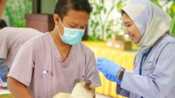 asia, la vaccination des animaux de compagnie gratuite