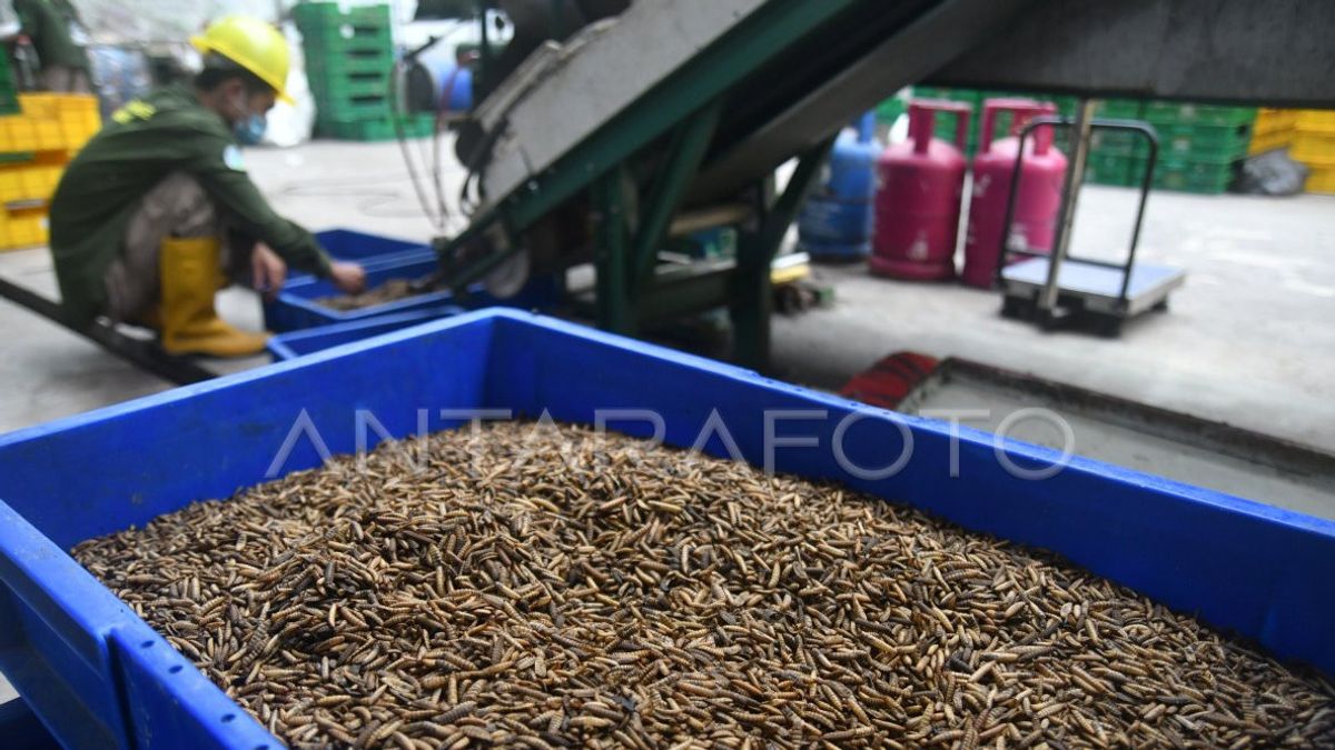 Cultivation Of Maggots: Apart From Overcoming Waste Problems, It Is Also Economically Valuable
