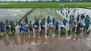 Lewat Padi Biosalin, PGN dan BRIN Hidupkan Kembali Lahan Tidur di Pesisir Jepara untuk Dorong Ketahanan Pangan