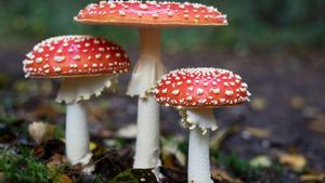 The Characteristics Of Toxic Mushrooms And Examples