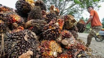 Palm Oil Mills Asked To Buy FFB At The Prices Set By The Government
