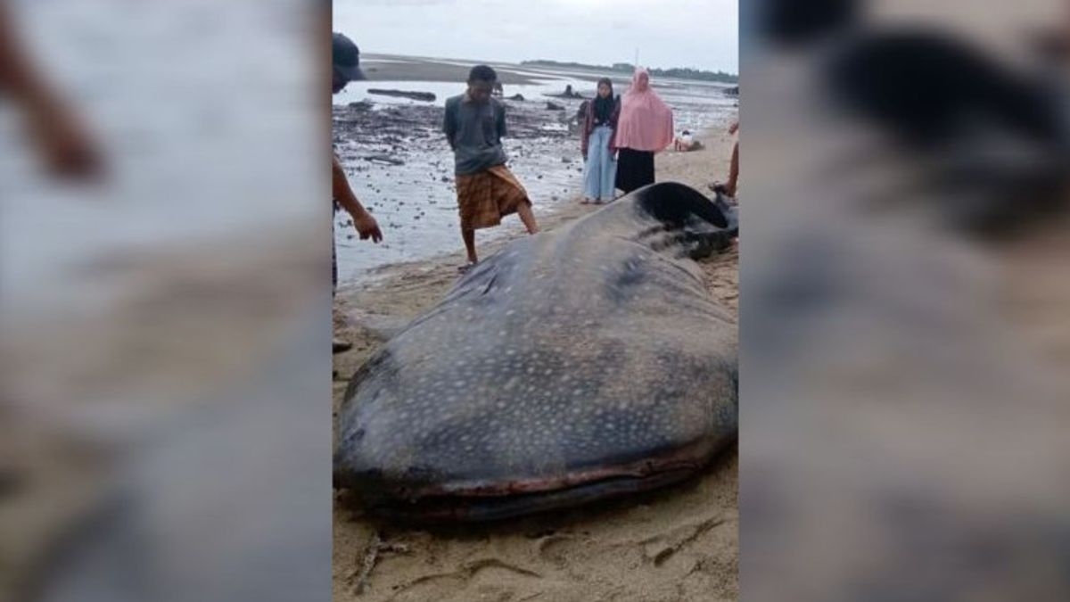 Riau au pape coulé sur la plage de Teposua Kolut