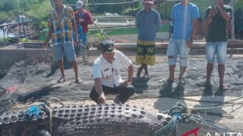 Buaya 4,7 Meter Terjaring Nelayan di Gorontalo, BKSDA Diminta Segera Lakukan Evakuasi