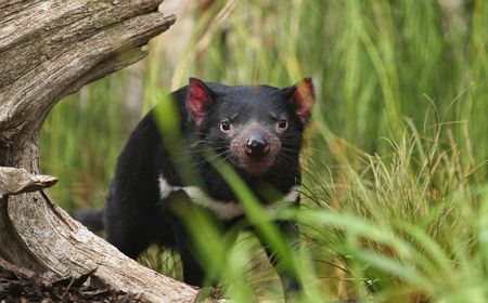 Mengapa Benua Australia Memiliki Banyak Keunikan Flora dan Fauna? Berikut Faktor-faktor yang Mempengaruhinya