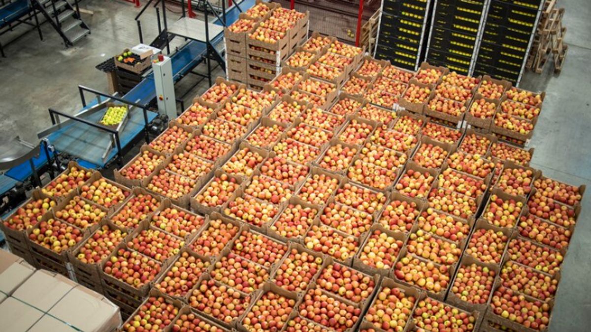 Fruit Export Requirements, Business Actors Must Fulfill It For International Market Jangkau