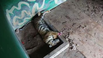 BKSDA Jambi Rawat Intensif Harimau Sumatra yang Terkena Jerat