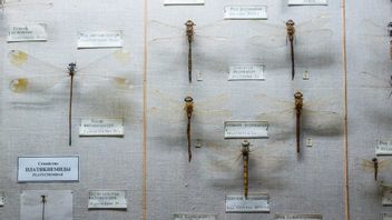 نظام التصنيف الذي طوره العلماء لأول مرة ، إرث كارولوس لينايوس