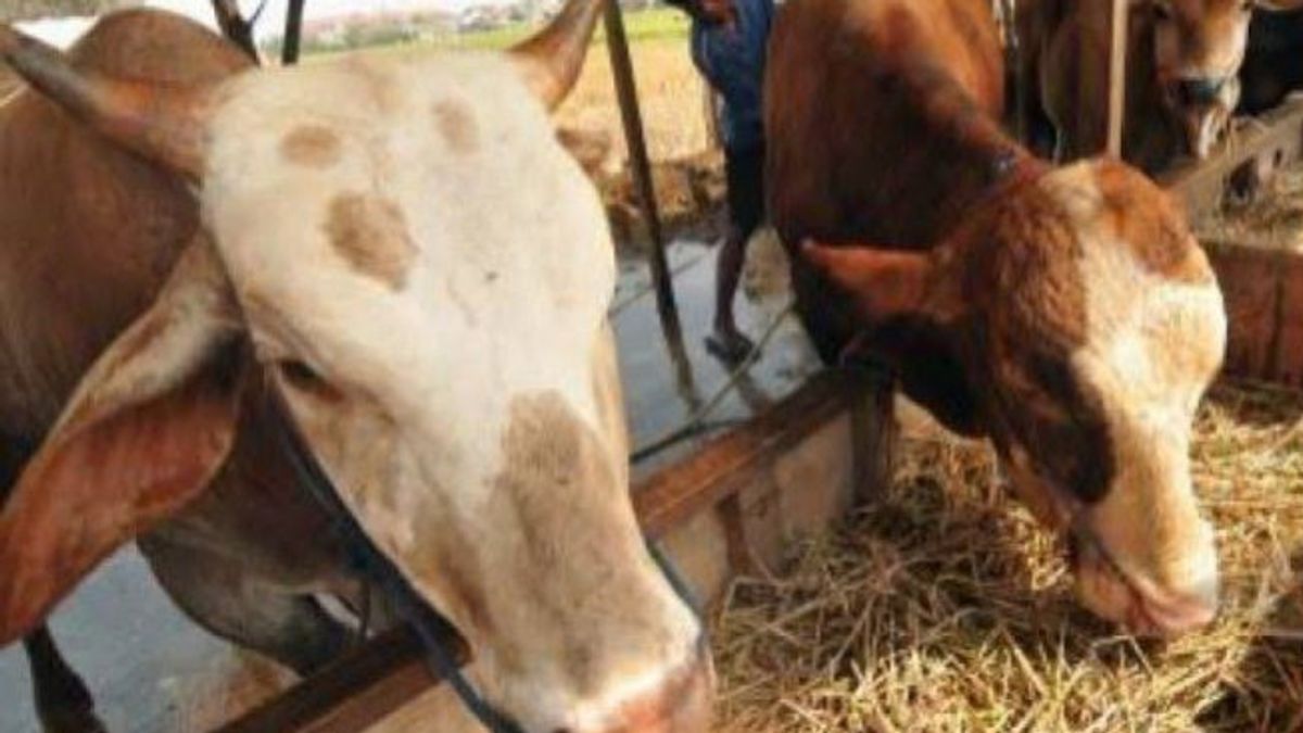 DIYは牛のLSDの発生に対して15,000回分のワクチンを提案します