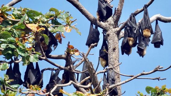 Un Enfant Est Mort Du Virus Nipah: 38 Personnes Sont Isolées, 11 D’entre Elles Présentent Des Symptômes D’infection