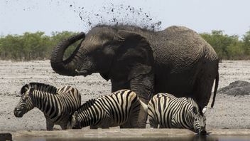 Negara Ini akan Buru Gajah, Zebra hingga Kuda Nil: Dagingnya untuk Warga yang Terdampak Kekeringan