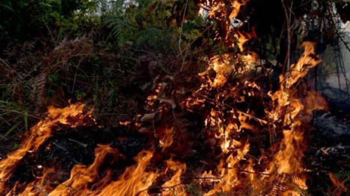 联合军官为扑灭廖内省的森林大火而战