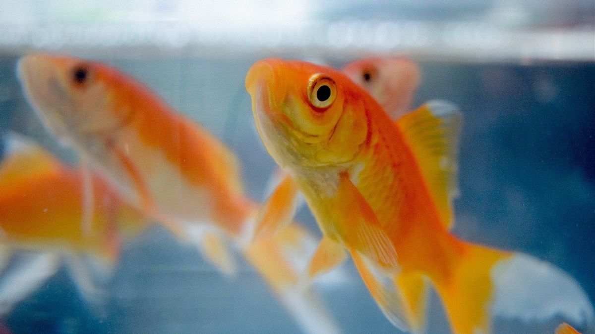 Israeli Researcher Reveals Goldfish Ability To Navigate On Land, Can Be Taught To 'drive' A Vehicle