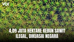 Negara Berhasil Kuasai 4,09 Juta Hektare Kebun Sawit Ilegal