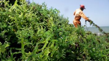arengono dit que la production d'herbe marine est abondante mais pas utilisée correctement