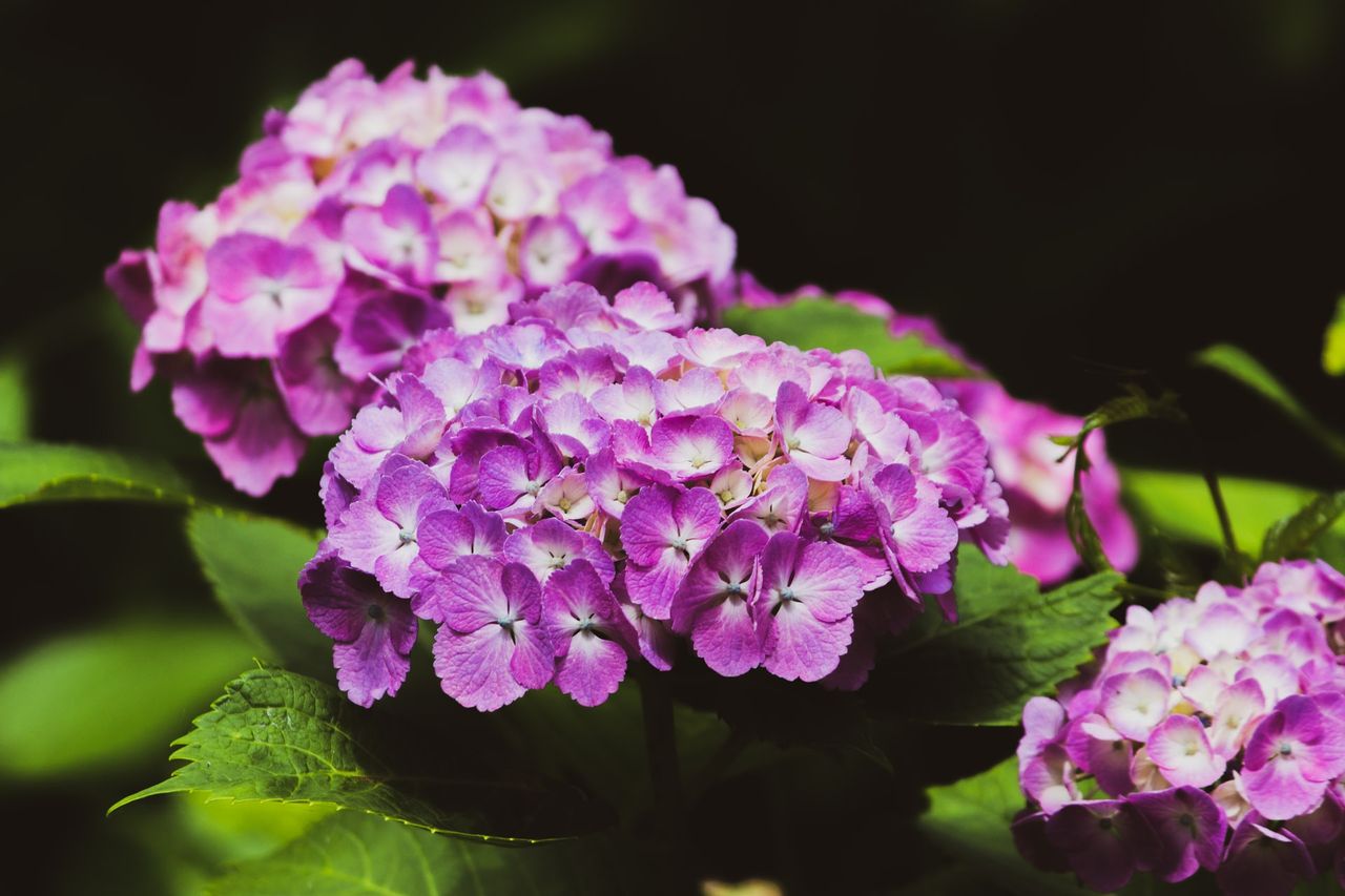 ゼラニウムの花 蚊よけ植物の利点を知り 精油に加工