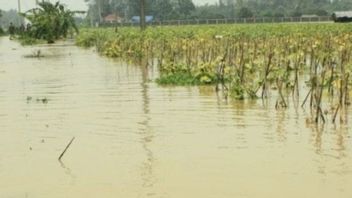 洪水、カラワンの数千ヘクタールの水田は収穫に失敗すると予測されています