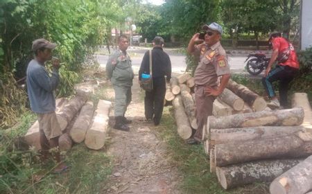 Penebang Pohon di Lahan Milik Pemkab Sukabumi Diperiksa Satpol PP