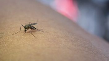Mosquitoes Found In Iceland For The First Time, Global Warming Effect?