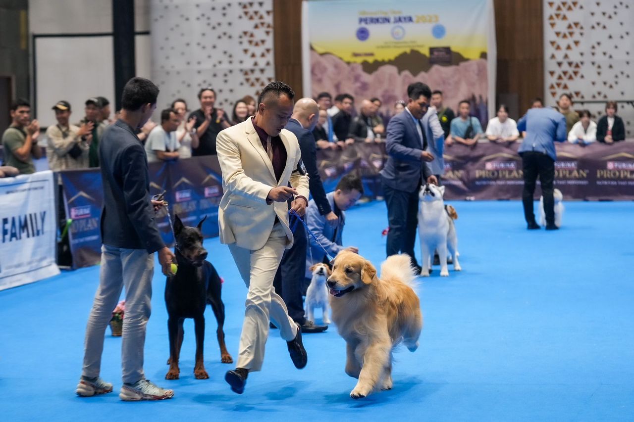 パーキンジャヤ2023、世界の様々な人気品種の犬のコンテスト