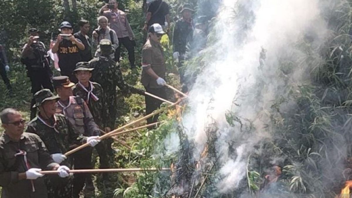 BNN Destroys 4.5 Hectares Of Cannabis Fields In North Aceh