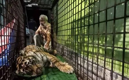 BKSDA Turunkan Tim Tangani Gangguan Harimau di Aceh Selatan 