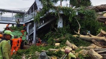 Officers Still Evacuating Giant Banyan Tree That Falls During Heavy Rain In East Jakarta