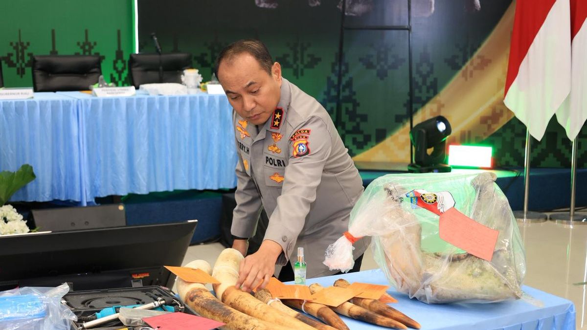 La police de Riau a identifié 15 suspects dans le réseau de la chasse à l'éléphant de Sumatra à travers les provinces