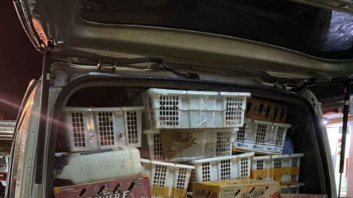 BKSDA And Police Seize 4,355 Rare Birds On The Lampung Bakter Toll Road