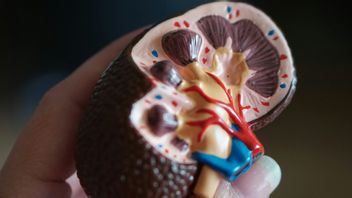 5 Daily Habits That Can Damage Kidney Health