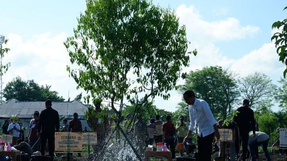 Jokowi Ajak Masyarakat Lestarikan Pohon Endemik NTT Cendana