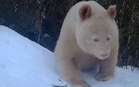 Panda Raksasa Albino yang Langka Terlihat di Cagar Alam Wolong China