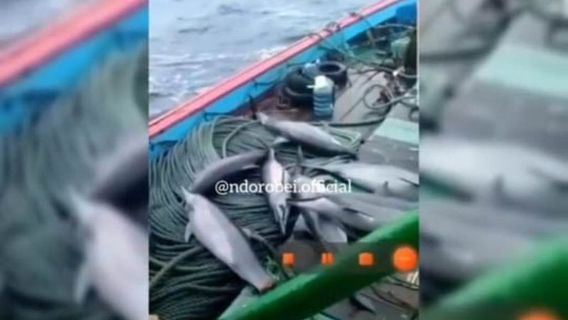 Vérifiez Le Capitaine-ABK Du Navire, La Police De Pacitan Dit Que 4 Dauphins Ont été Relâchés, Il N’y A Pas D’élément Intentionnel