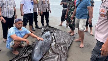 Dwarf Sperm Whale Stranded on Tembles Beach, Evacuated to a Pen