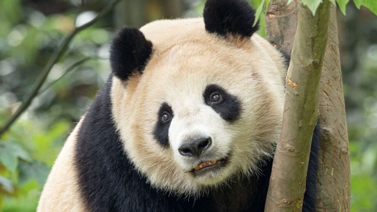 Panda d’un emprunt géant chinois s’est bien adaptée au zoo de San Diego