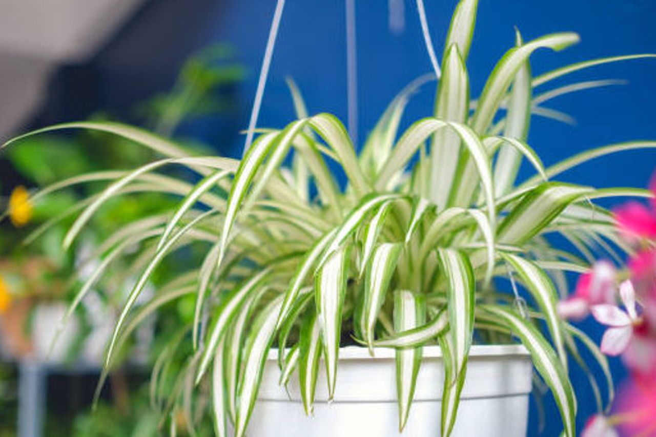 ハウスキッチンで生き残ることができる5つの観賞用植物