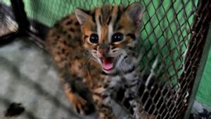 Polisi Buru Pemasok Kucing Hutan dari Ciamis dalam Kasus Perdagangan Satwa Langka