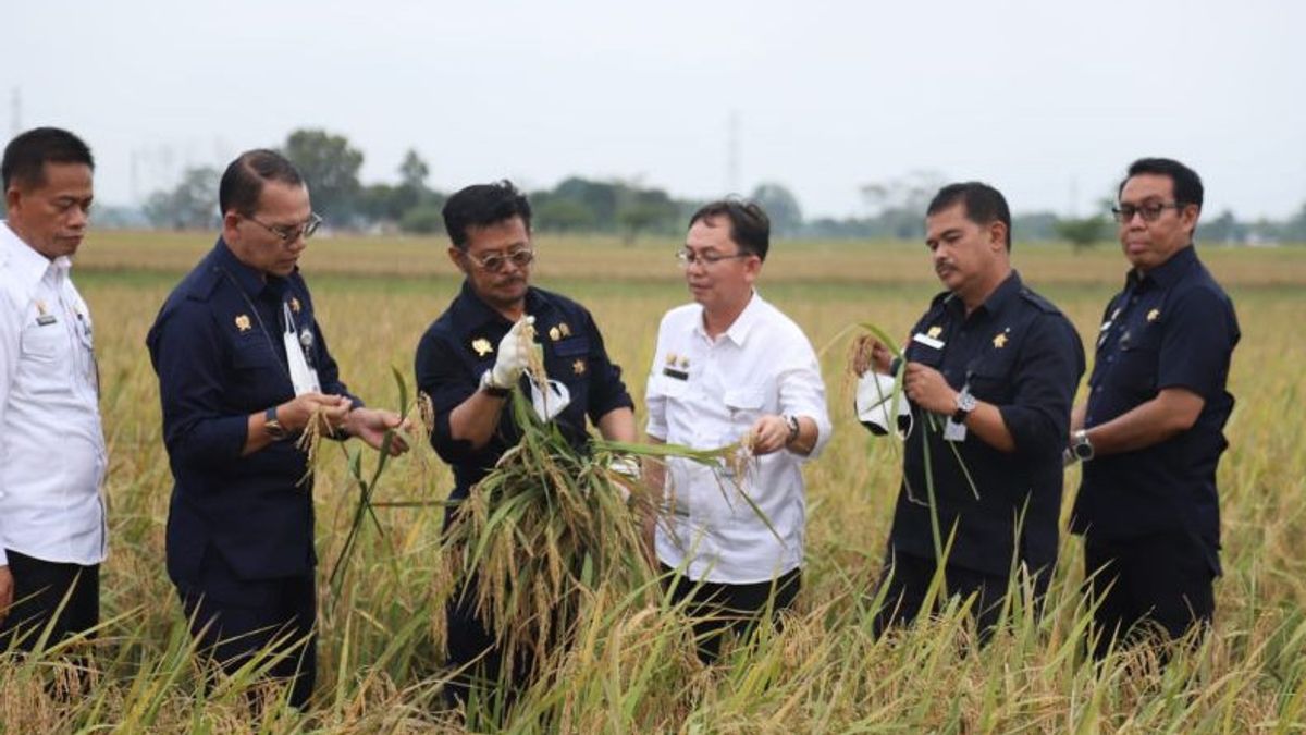 农业部长鼓励优质品种提高全国水稻产量