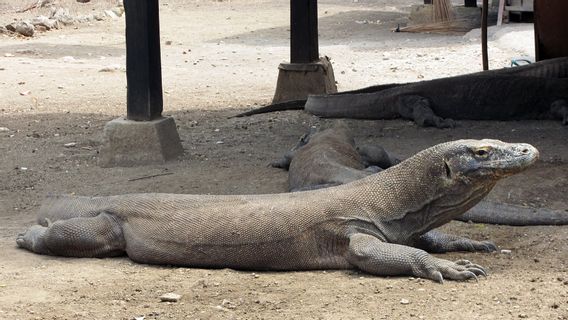 Unesco's Request For Komodo Island, Walhi: The Document Becomes A Warning To The Government