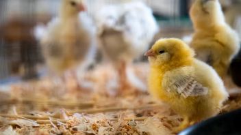 ar, les poulets sans documents à KM Sinabung abolissent la quarantaine de Papouasie