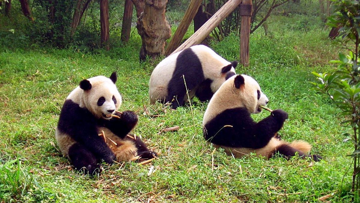 新外交时代,中国将向美国派遣更多熊猫