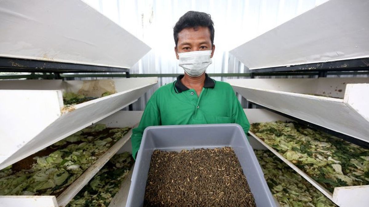 Making Agriculture In Urban, Surabaya City Government Utilizes BTKD Land