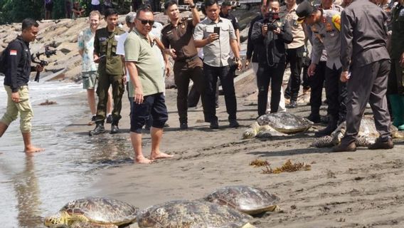 تم إطلاق العشرات من السلاحف الغامضة في جيمبرانا في البحر