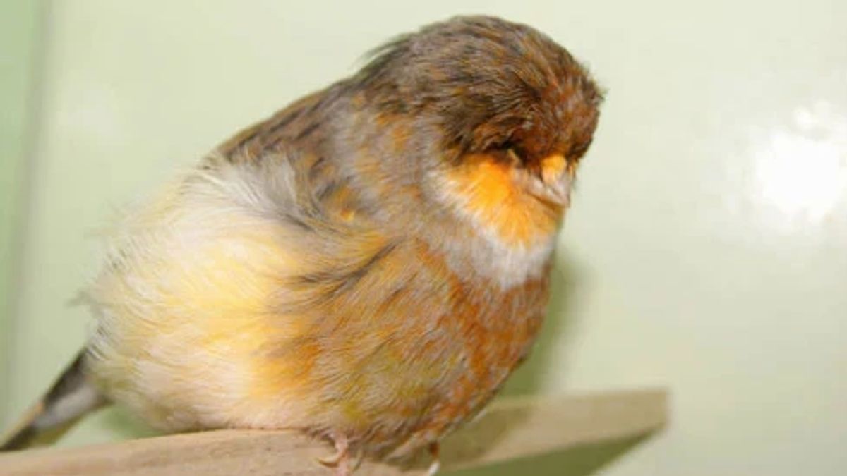 Cara Mengatasi Bulu Rontok pada Burung Kenari: Pemula Wajib Baca!