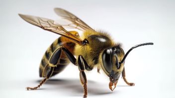 Penanganan Pertama Disengat Lebah, Lakukan Langkah Ini agar Tidak Tambah Parah