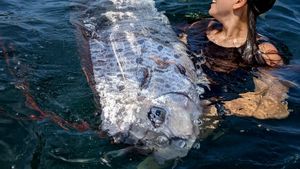 Un poisson décroché sur la plage de La Jolla à San Diego, en Californie.