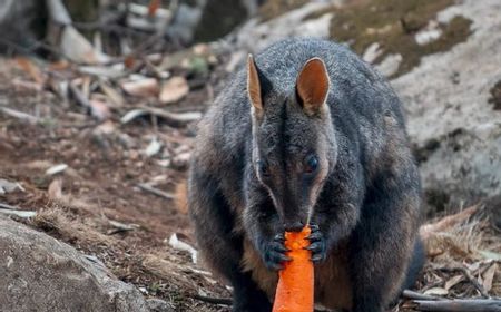 Menyebar Sayuran untuk Hewan Liar yang Jadi Korban Kebakaran Hutan Australia